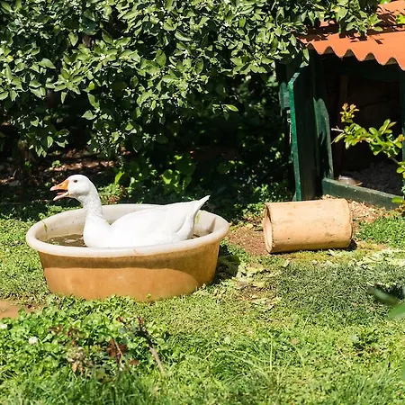 アパート Sestanovic